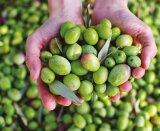 BENVOLIO Natives Olivenöl Extra 100% Italienisch | 500 ml